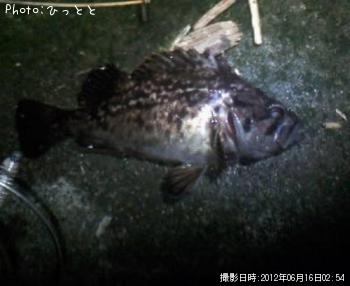 クロソイ