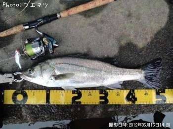シーバス