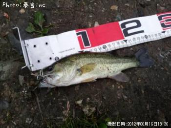 ブラックバス