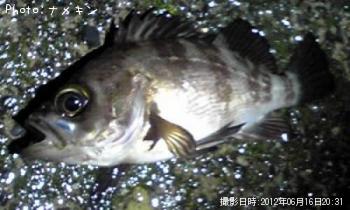 めばる