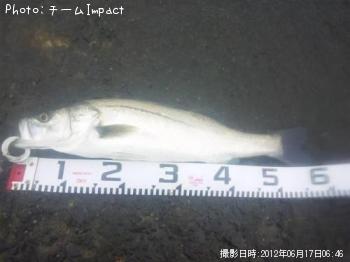 シーバス