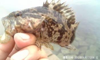Υ饽