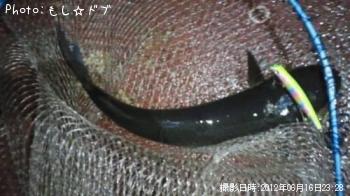 鯔