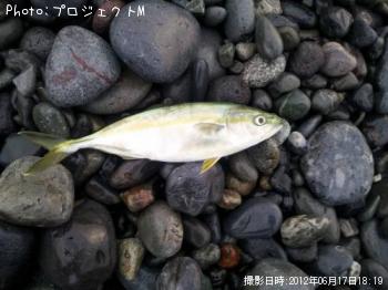 ワカシ
