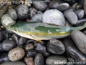 ワカシ