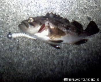 クロソイ