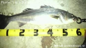 シーバス