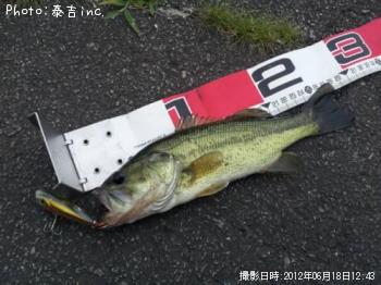 ブラックバス