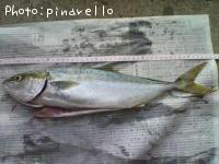 ʥ