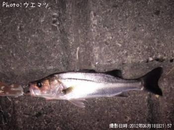 シーバス