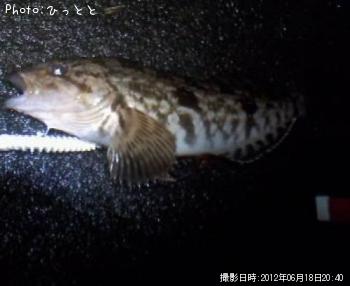 アイナメ