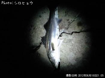 シーバス