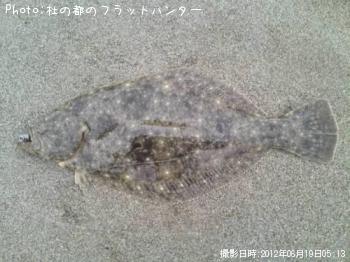ヒラメ