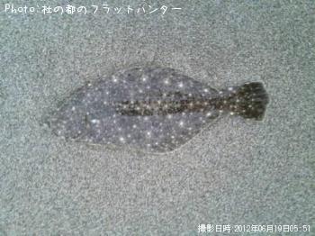 ヒラメ