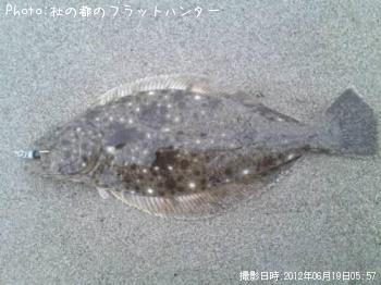ヒラメ