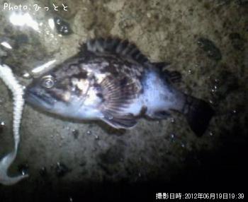 クロソイ