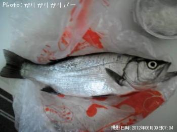 ヒラスズキ
