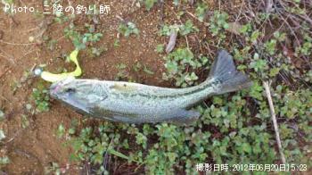 ブラックバス
