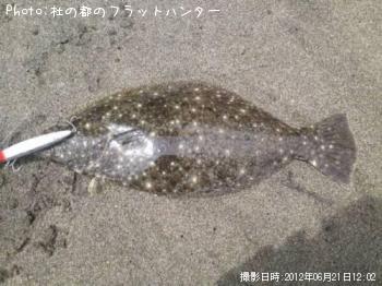 ヒラメ