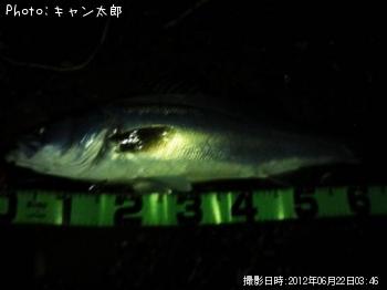 シーバス