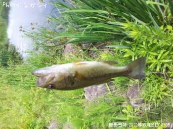 ブラックバス