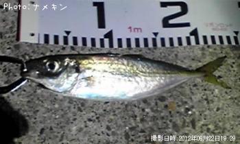 あじ