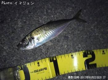 アジ