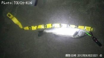 シーバス