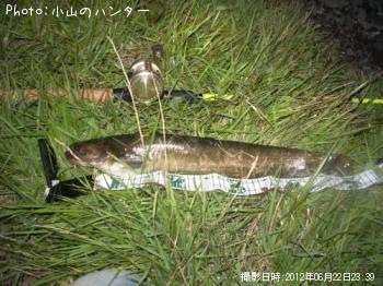鯰