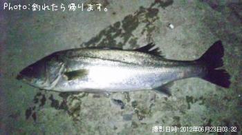 シーバス
