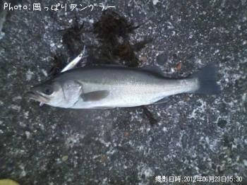 シーバス