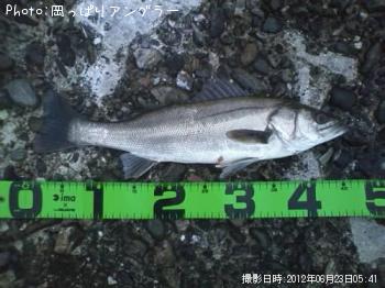 シーバス