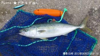 ワカシ