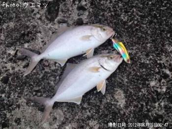 ショゴ
