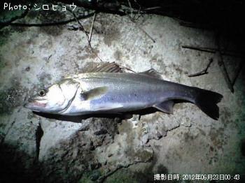 シーバス
