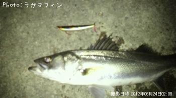 シーバス