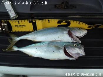 ワカシ