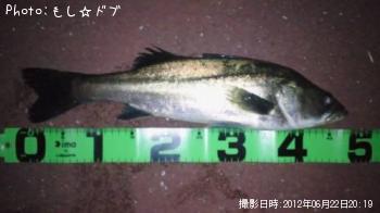 フッコ