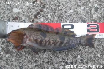 アイナメ
