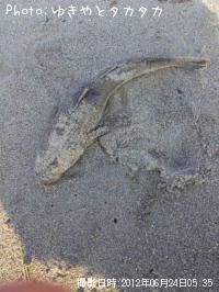 ޥ