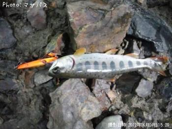 アマゴ