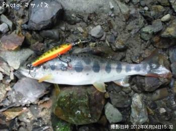 アマゴ