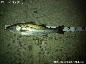 シーバス