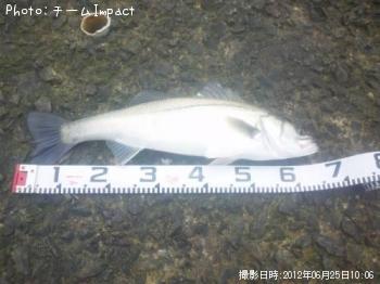 シーバス