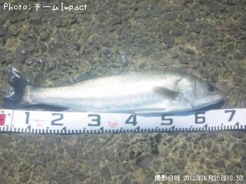 シーバス