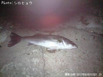 シーバス