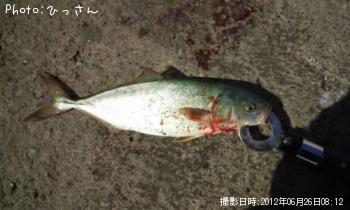 ワカシ