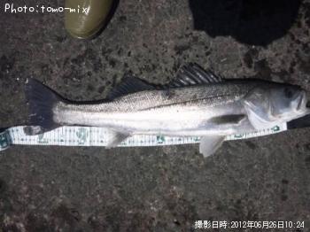 シーバス