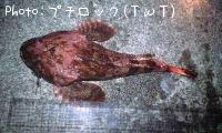 カジカ