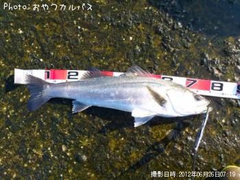 シーバス
